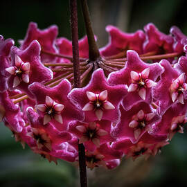 Pink Silver Porcelain Flower by Steven Sparks