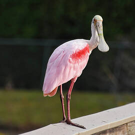 Pink Spoonbill Standing on Railing by Rebecca Herranen