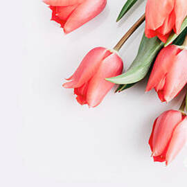 Pink tulips bouquet isolated on white background from above. Top by Jelena Jovanovic