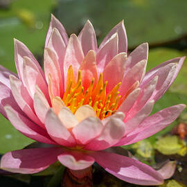 Pink Water Lily at the National Butterfly Center by Debra Martz