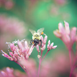 Pinky and the Bee by Stacy Abbott