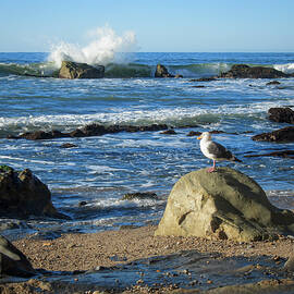 Pismo Beach California by Mary Lee Dereske