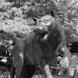 Pitt Panther 2024-3 by Richard Reeve