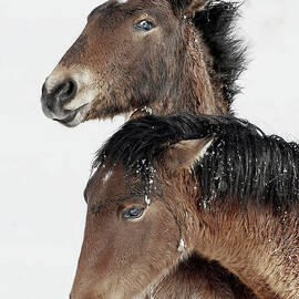 Playing Foals. by Paul Martin