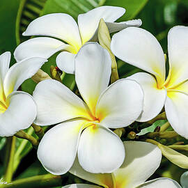 Plumeria Splendor by Charlie Osborn