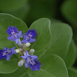 Pohinahina Flower on Kauai by Nancy Gleason