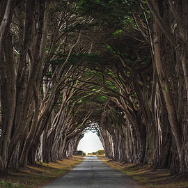 Point Reyes Tree Tunnel Light, California by Abbie Matthews