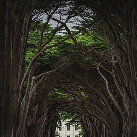 Point Reyes Tree Tunnel to Building Closeup, California - Vertical by Abbie Matthews