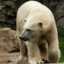 Polar Bear 002 by Flees Photos