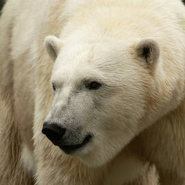 Polar Bear 003 by Flees Photos