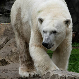 Polar Bear 004 by Flees Photos