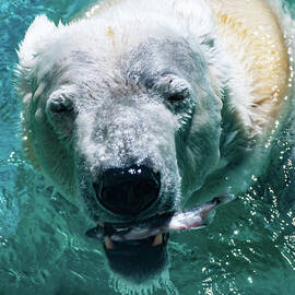 Polar Bear Portrait 001 by Flees Photos