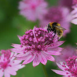 Pollination by Shirley Mitchell
