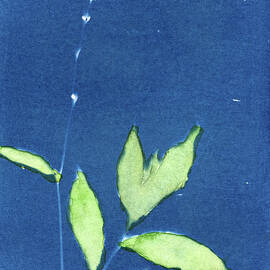 Polygonum Pensylvanicum Smartweed by Elizabeth Reich