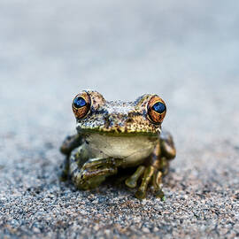 Pondering Frog by Laura Fasulo
