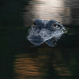 Ponte Vedra Gator by Larry Marshall