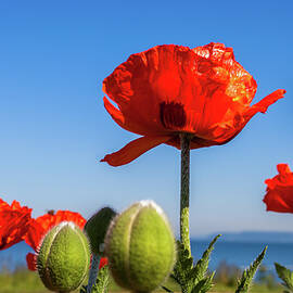 Poppies Along the Waterfront Edmonds Washington by Tommy Farnsworth