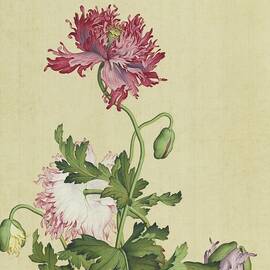 Poppies, flowers and buds - Chinese flower paintings by Giuseppe Castiglione by Giuseppe Castiglione Lang Shining
