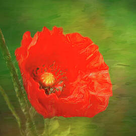 Poppy in full bloom by Sue Leonard