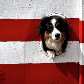Porthole Pup by Mary Lee Dereske