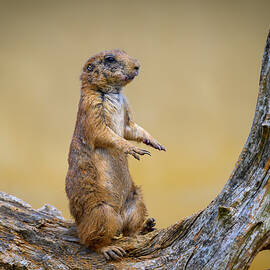Portrait of a Prairie dog also known as genus cynomys by Miroslav Liska