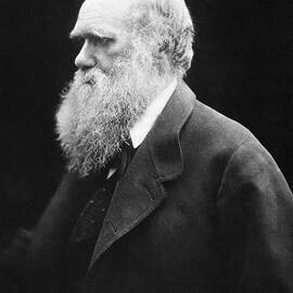 Portrait of Charles Darwin by The Luxury Art Collection