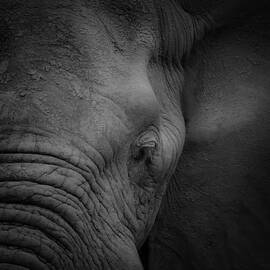 Portrait of Elephant in Black and White by Rebecca Herranen