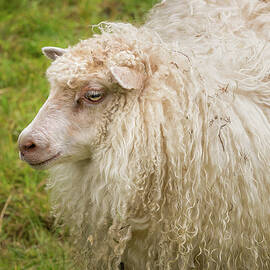 Portrait of sheeps head with long white wool in Norway by Steven Heap
