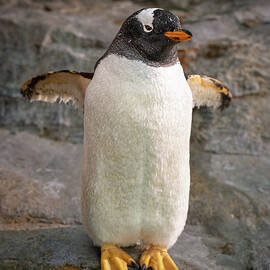 Posing Penguin by Dave King