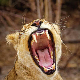 Post Nap Yawn by Natural Focal Point Photography
