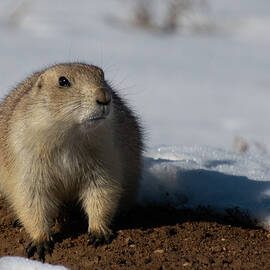 Prairie Dog Cuteness by Cascade Colors