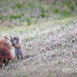 Prairie Dog Mama and Pup Sharing a Moment in Theodore Roosevelt NP by Natural Focal Point Photography