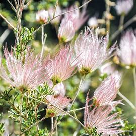 Apache Plume Wildflower by Rebecca Herranen