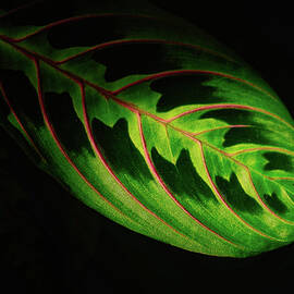 Prayer Plant In The Light  by Jeff Sinon