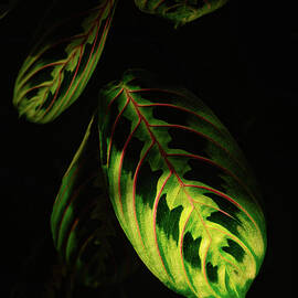 Prayer Plant. by Jeff Sinon