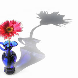 Preening by Ursula Abresch