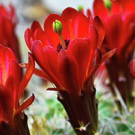 Prickly Blossoms  by Matt Halvorson