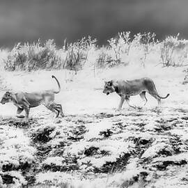 Pride of Lions in Grayscale by Bruce Block