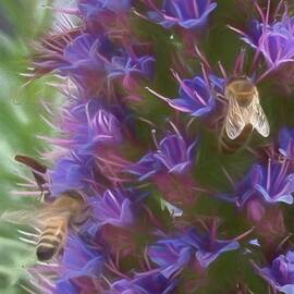 Pride of Madeira #1 by Rebecca Herranen