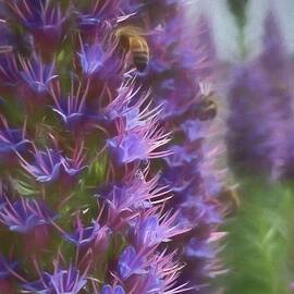 Pride of Madeira #4 by Rebecca Herranen