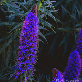 Pride of Madeira by Abigail Diane Photography