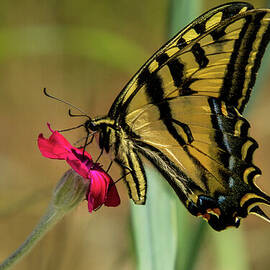 Profile of Western Tiger Swallowtail by Nancy Gleason