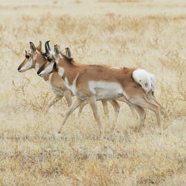 Pronghorn Pair in Lassen County California - Square by Mike Lee
