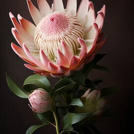 Protea by Land of Dreams