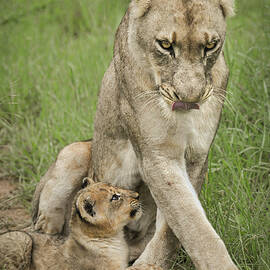 Protective Lioness and Her Young Lion Cub by Rebecca Herranen