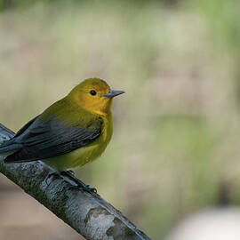 Prothonotary Warbler by Cascade Colors