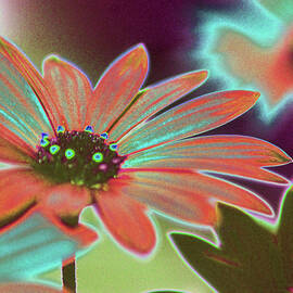 Psychedelic African Daisy 2B by Sally Fuller