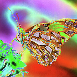 Psychedelic BF Gulf Fritillary1A by Sally Fuller