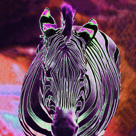 Psychedelic Zebra 3A by Sally Fuller