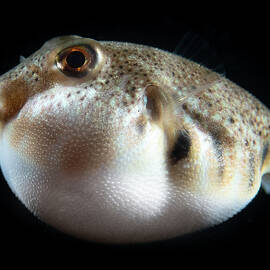 Puffed Northern Puffer by Brian Weber